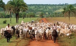 Cattle-ranching-in-Brazil-is-a-major-drive-of-deforestation-300x185