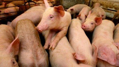 Superbugs in our&nbsp;pork