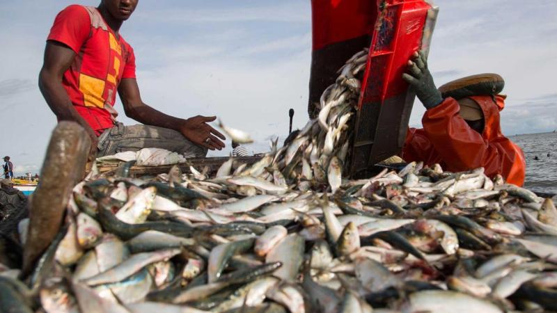 How Africa’s fish are stolen to feed Western factory&nbsp;farms
