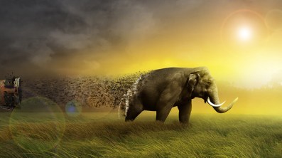 elephantstmactionpage