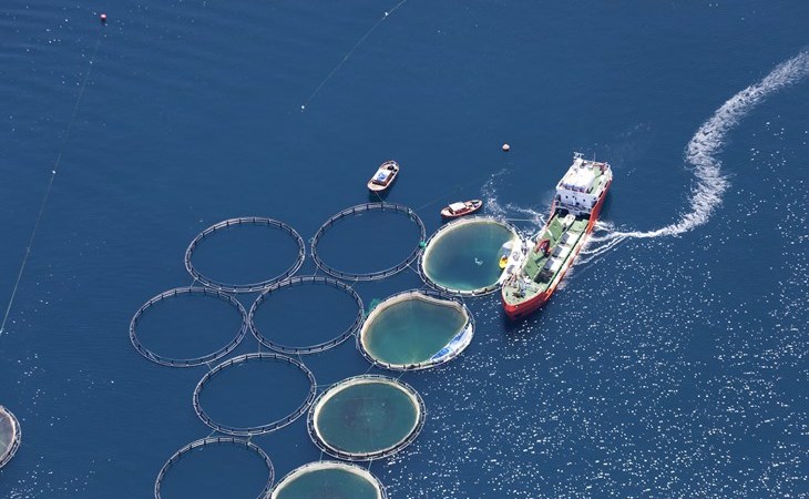 Uncovering Europe’s “fish&nbsp;feedlots”