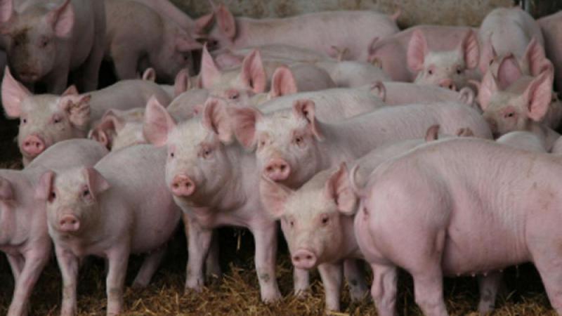 Revealed: critically important antibiotics in use on UK pig&nbsp;farms