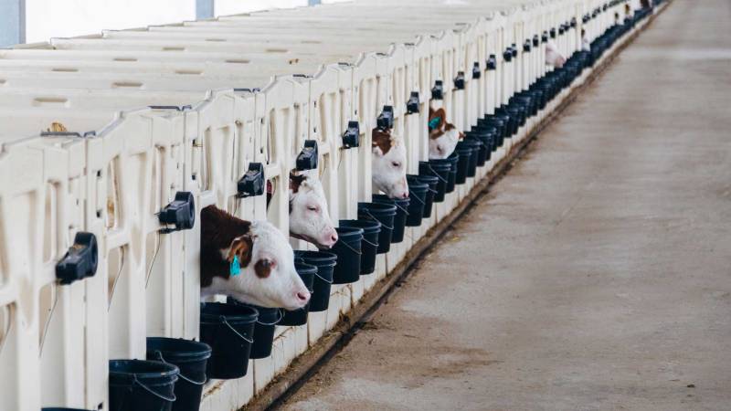 How EU finance is fuelling China’s livestock&nbsp;sector