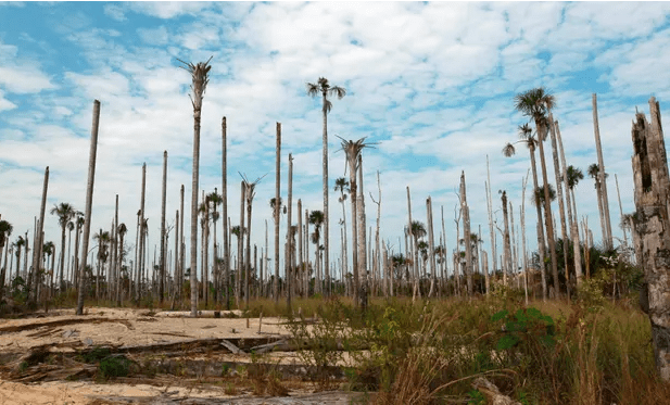 Chicken in British supermarkets ‘linked to deforested&nbsp;Amazon’